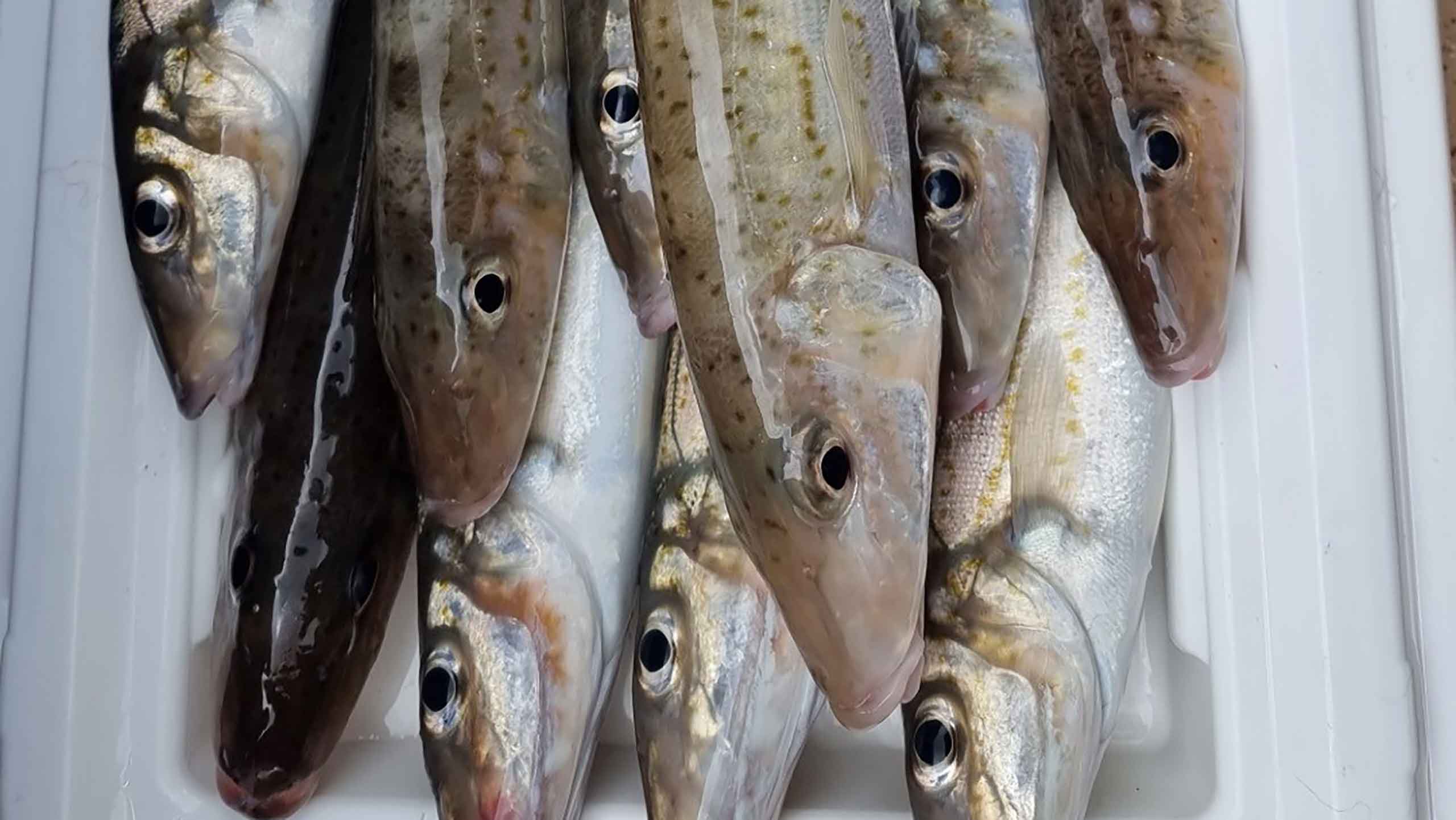 The Ultimate King Whiting Guide TOP OF THE YORKE