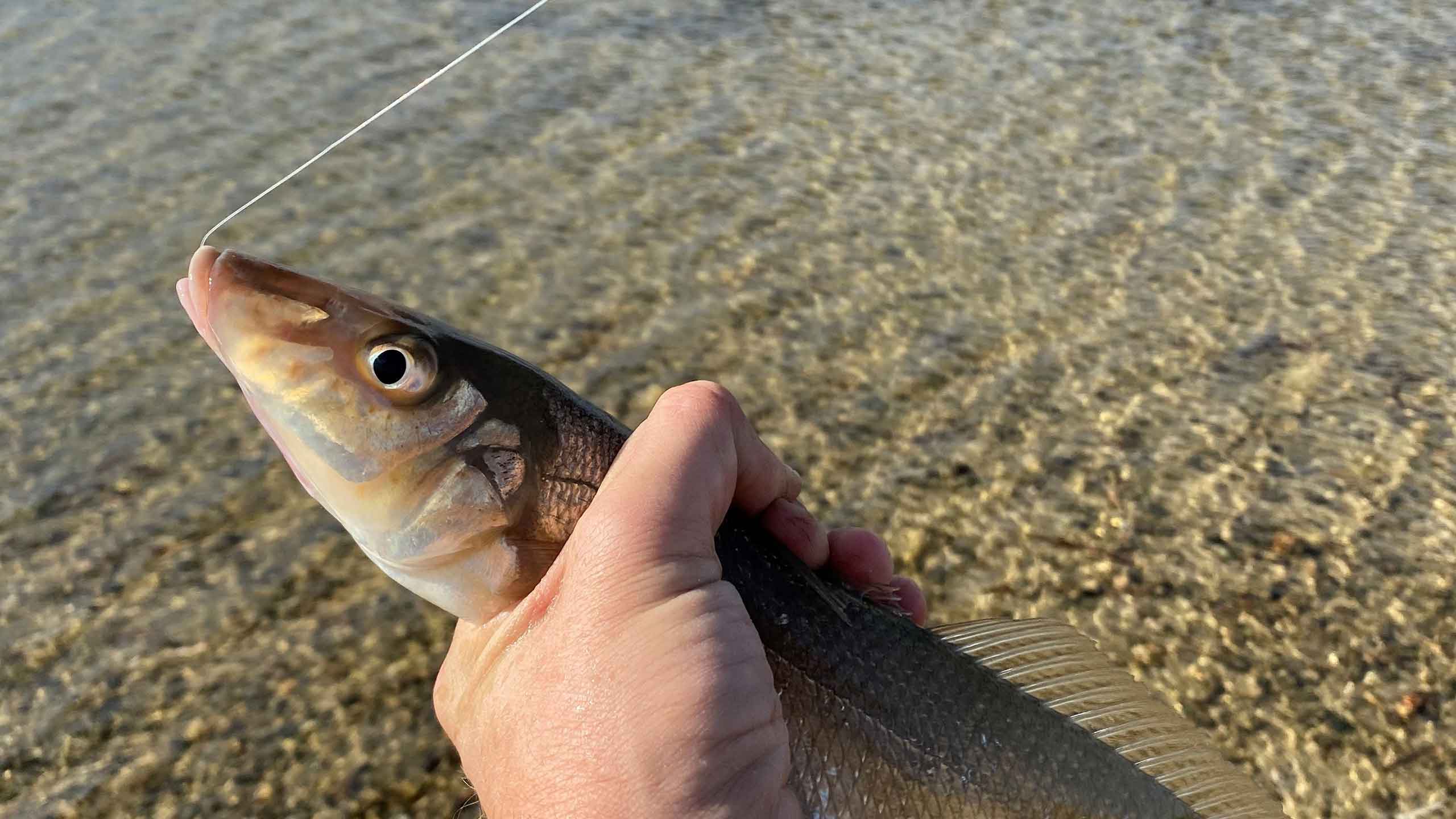 How to catch whiting - Fishing World Australia